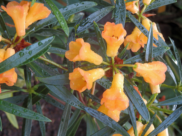 Rhododendron nervulosum Sleumer - BG Meise-231016-1