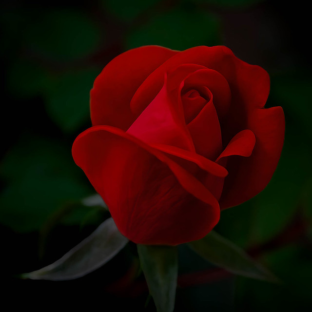the dark rose