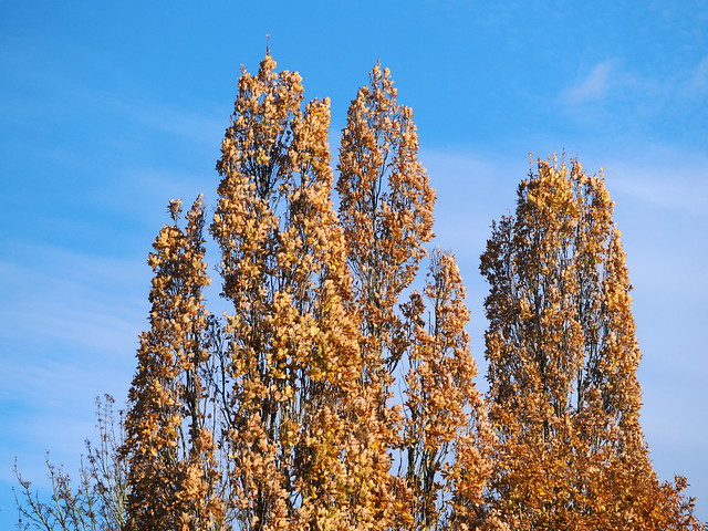 Tall trees in Autumn