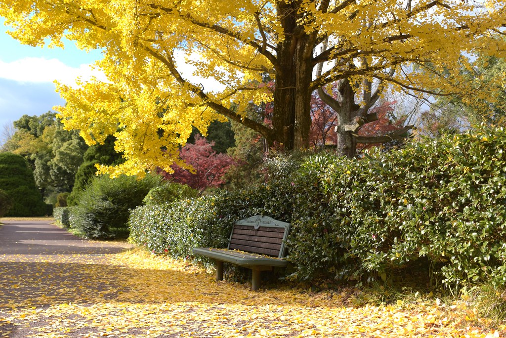 autumn afternoon ＊ | Happy Bench Monday！ | snowshoe hare* | Flickr