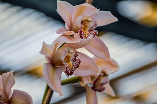 Boat Orchid