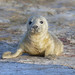 Grey Seal Pup (SUZ_5102)