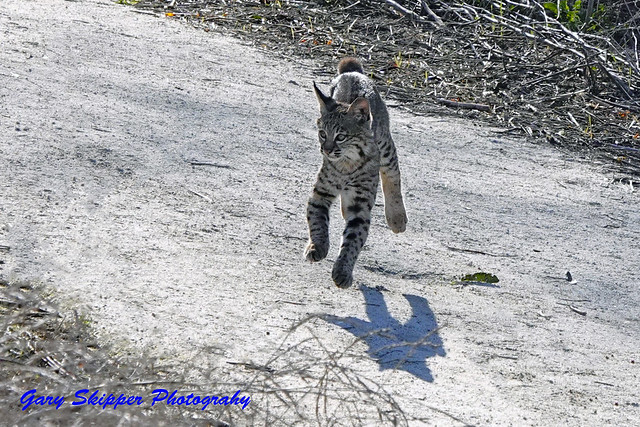 Bobcat kitten makes a playful leap-Northern California
