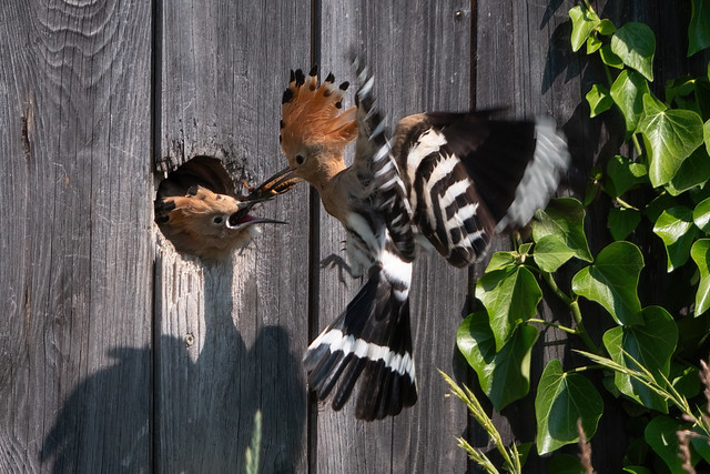 Wiedehopf (Upupa epops) bei der Fütterung eines Jungvogels