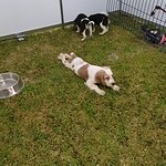 Llegaron los perritos a la Feria de Querétaro https://ift.tt/uU9zl3A