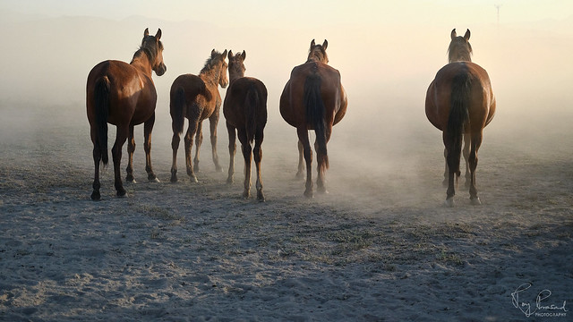 The rest of the herd lost in the dust!