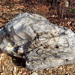 2015-10-10_10-39-45_USA_Fort_Collins_N_JH some kind of petrified wood - possibly from Florissant Fossil Beds National Monument, Colorado Welcome Center at Fort Collins
author: Jan Helebrant
location: Fort Collins, Colorado, United States of America
remark: GPS location for rough location only
&lt;a href=&quot;http://www.juhele.blogspot.com&quot; rel=&quot;noreferrer nofollow&quot;&gt;www.juhele.blogspot.com&lt;/a&gt;
license CC0 Public Domain Dedication