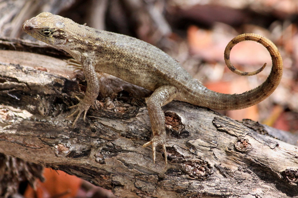 Florida's curly-tailed lizard, The Curly-Tailed lizard is a…