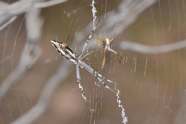 Argiope sp  female and small male spiders sharing a web.