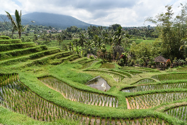 Jatiluwih rice terraces