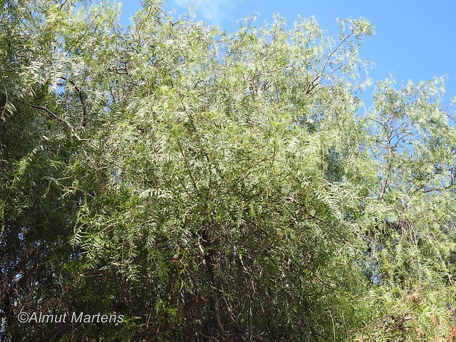 Peruanischer Pfefferbaum (Schinus molle) (2)
