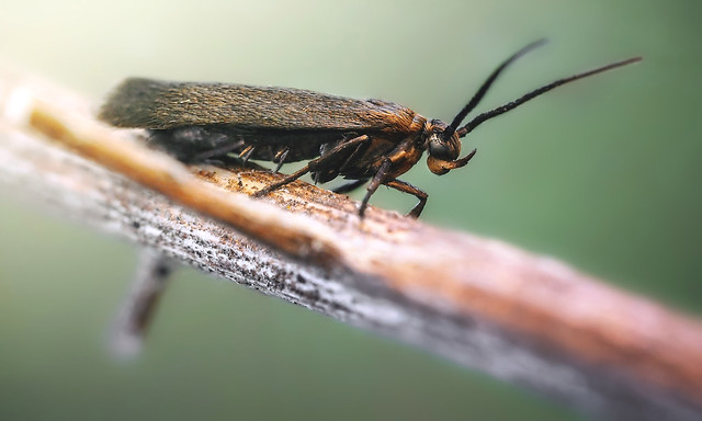 Casebearing moth (Coleophoridae)