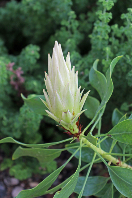 Protea cynaroides (L.) L. - Koningsprotea - BG Meise-231016-1