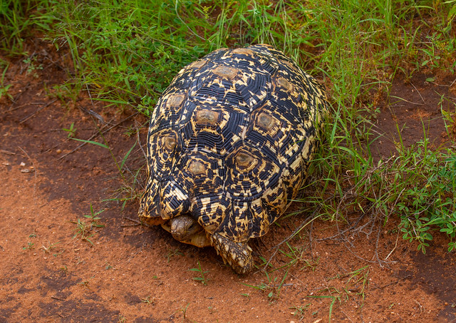 Leopard tortoise (Geochelone pardalis), Samburu County, Samburu National Reserve, Kenya