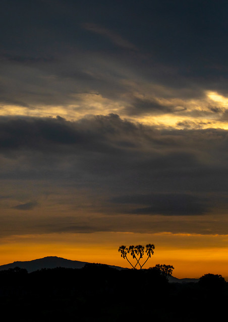 Sunset over a landscape with doum palms, Samburu County, Samburu National Reserve, Kenya
