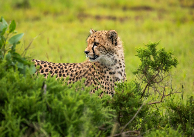 Cheetahs (acinonyx jubatus) in green grass after rain, Samburu County, Samburu National Reserve, Kenya
