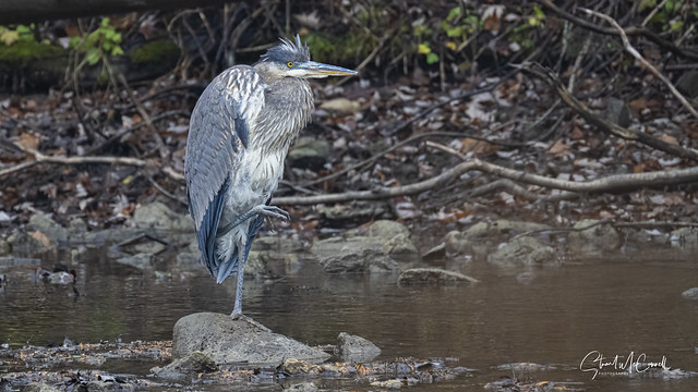 Great blue heron with a cold foot