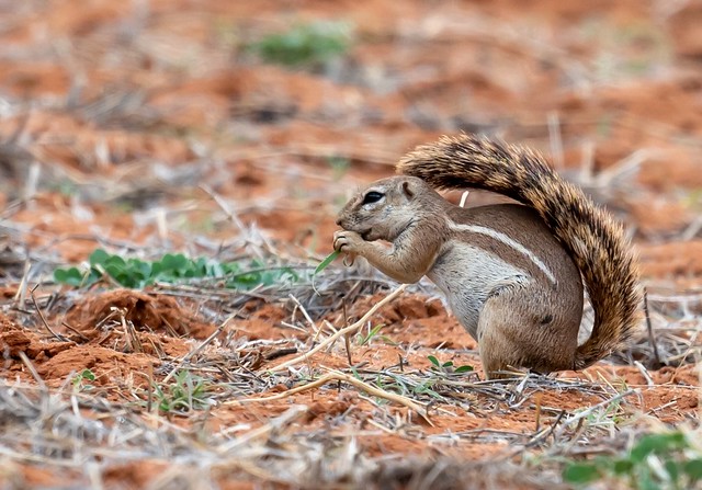 The African Striped Ground Squirrel uses its tail as a parasol for shade in the hot sun 😊