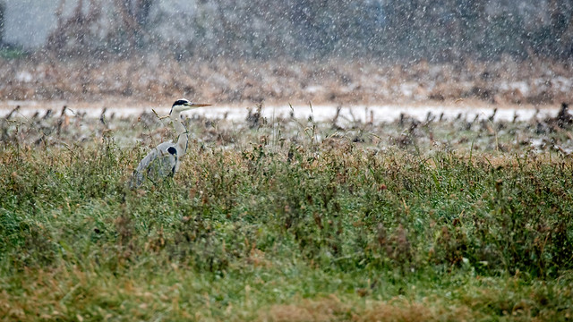 Grey heron on a snowy day