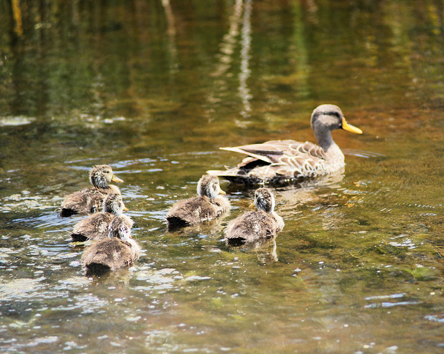 Yellow Billed Duck and ducklings, Intaka Island, Century City, Cape Town, Western Cape. 05.12.2023.