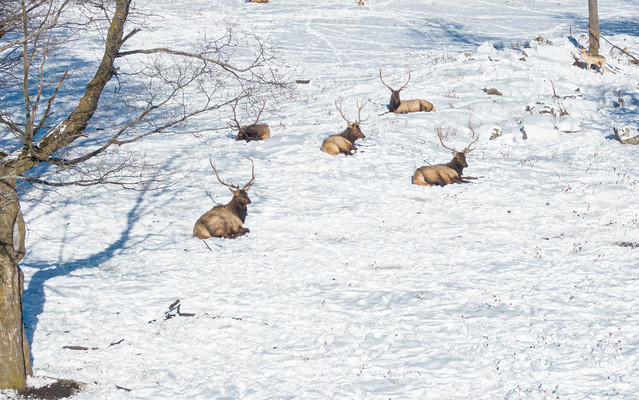 Elks resting