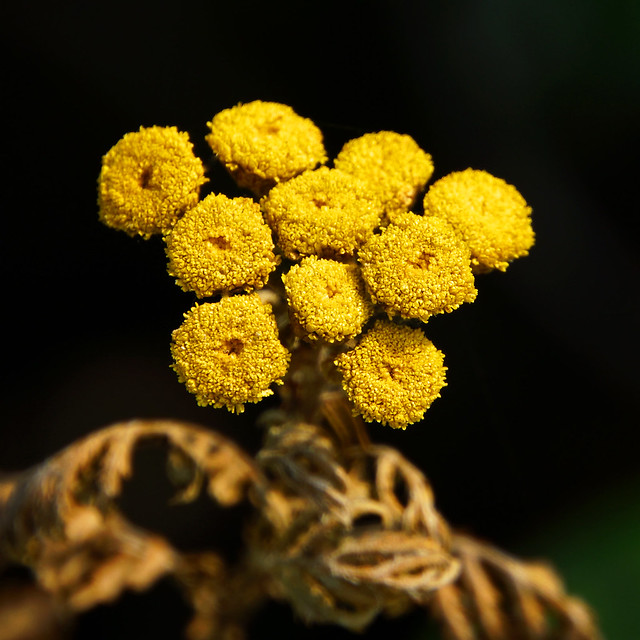 Tiny Yellow Bouquet