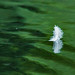 Feather On Water 2017 07 26 03