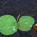 Hydrophobic leaves