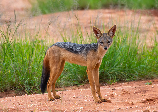 Black-backed jackal (silver-backed jackal), Samburu County, Samburu National Reserve, Kenya