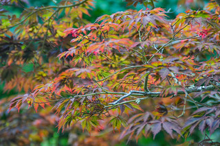 Palheiro Gardens Japanese Maple