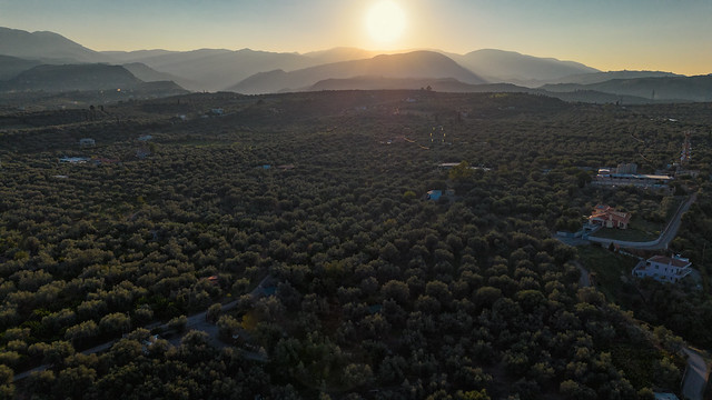 Olive trees fields in Greece