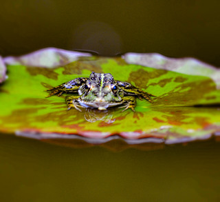 Palheiro Gardens Frog On A Pond Lily