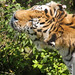Sibirischer Tiger (Panthera tigris altaica) - Wasja