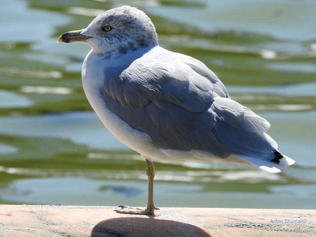 Seagull by the River