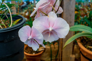 Moth Orchid - Phalaenopsis