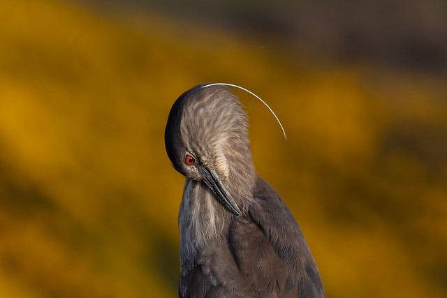 Black-crowned Night-heron Plume