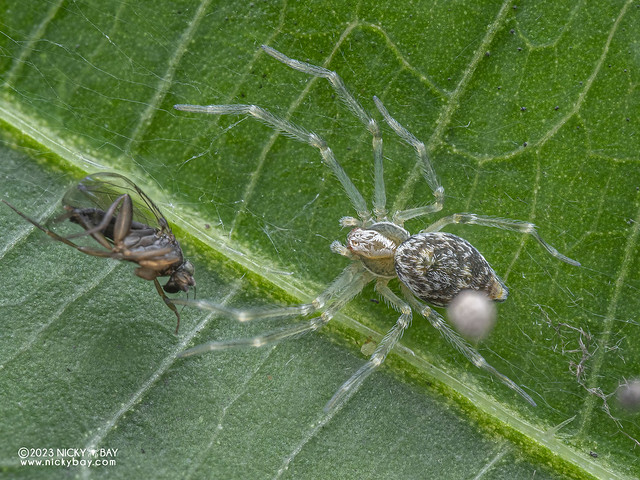 Mesh weaver spider (Dictynidae) - PB182228