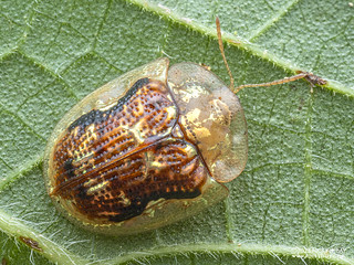 Tortoise beetle (Cassida sp.) - PB182160