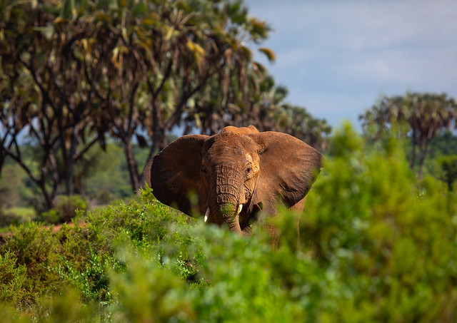 Elephant in the bush, Samburu County, Samburu National Reserve, Kenya