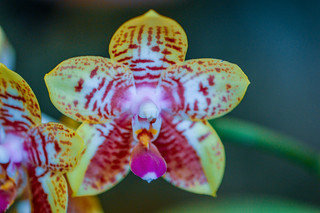 Phalaenopsis amboinensis,