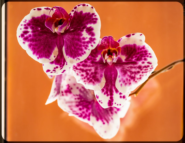 Orchids, the colour of. . .