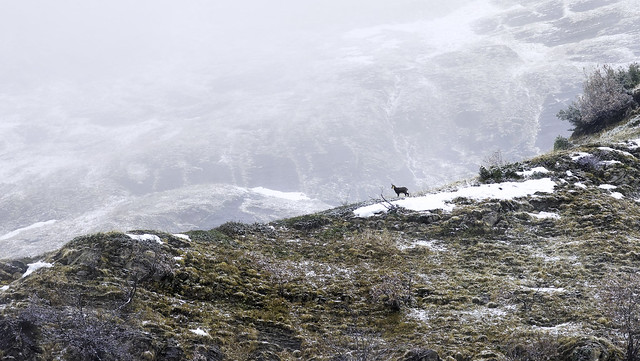 Panorama chamois sur crête enneigée (Col des Aravis, Savoie)