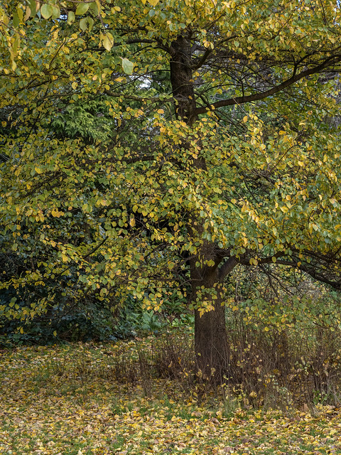 Elm In Its Autumnal Dress In Preston Park