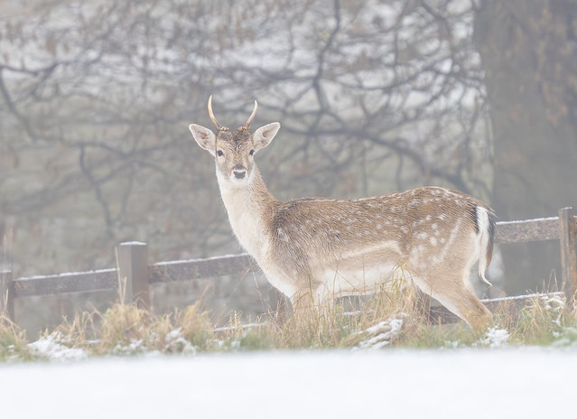 Pricket in Snow-1