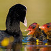 Family of Eurasian Coots