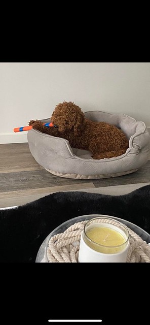 LOST medium sized apricot/orange miniature poodle dog #Castleridge. Contact 587-894-1763 if sighted/found   DO NOT CALL OR CHASE! Pls watch share help to find Canelo     Photos from Francisca Carreno's postvpdescription by  Photos from Francisca Carreno's