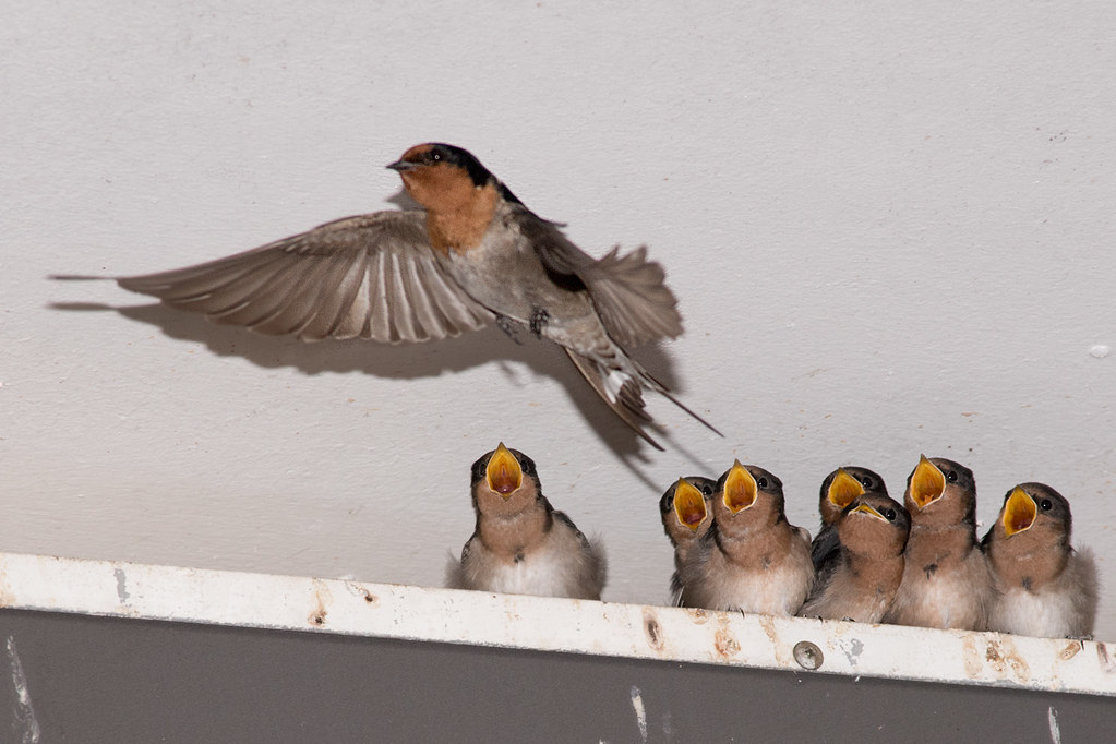 Welcome swallows 2