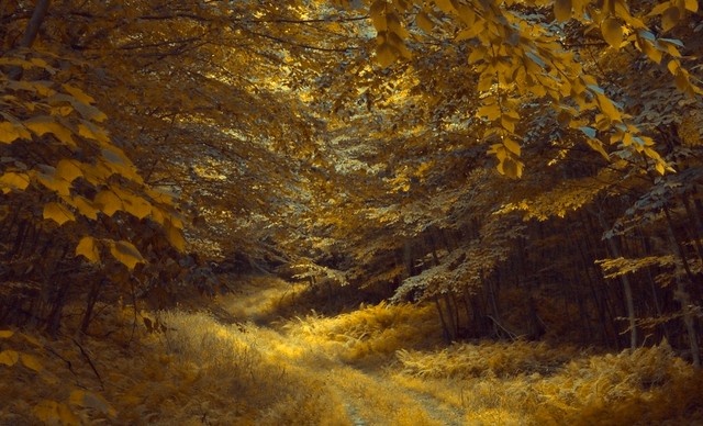 'golden forest'