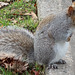 Corona Park Squirrel, Queens