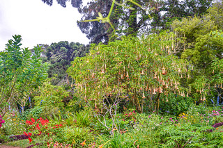 Palheiro Gardens Brugmansia , Angels Trumpet